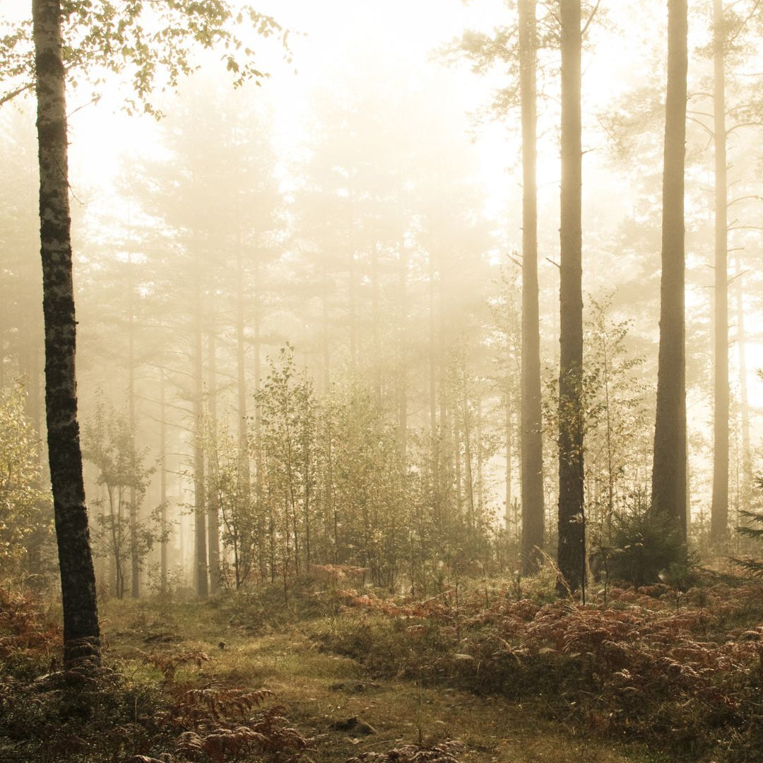 Metsakylpy: The Finnish Forest Bathing Ritual Behind Our Skincare