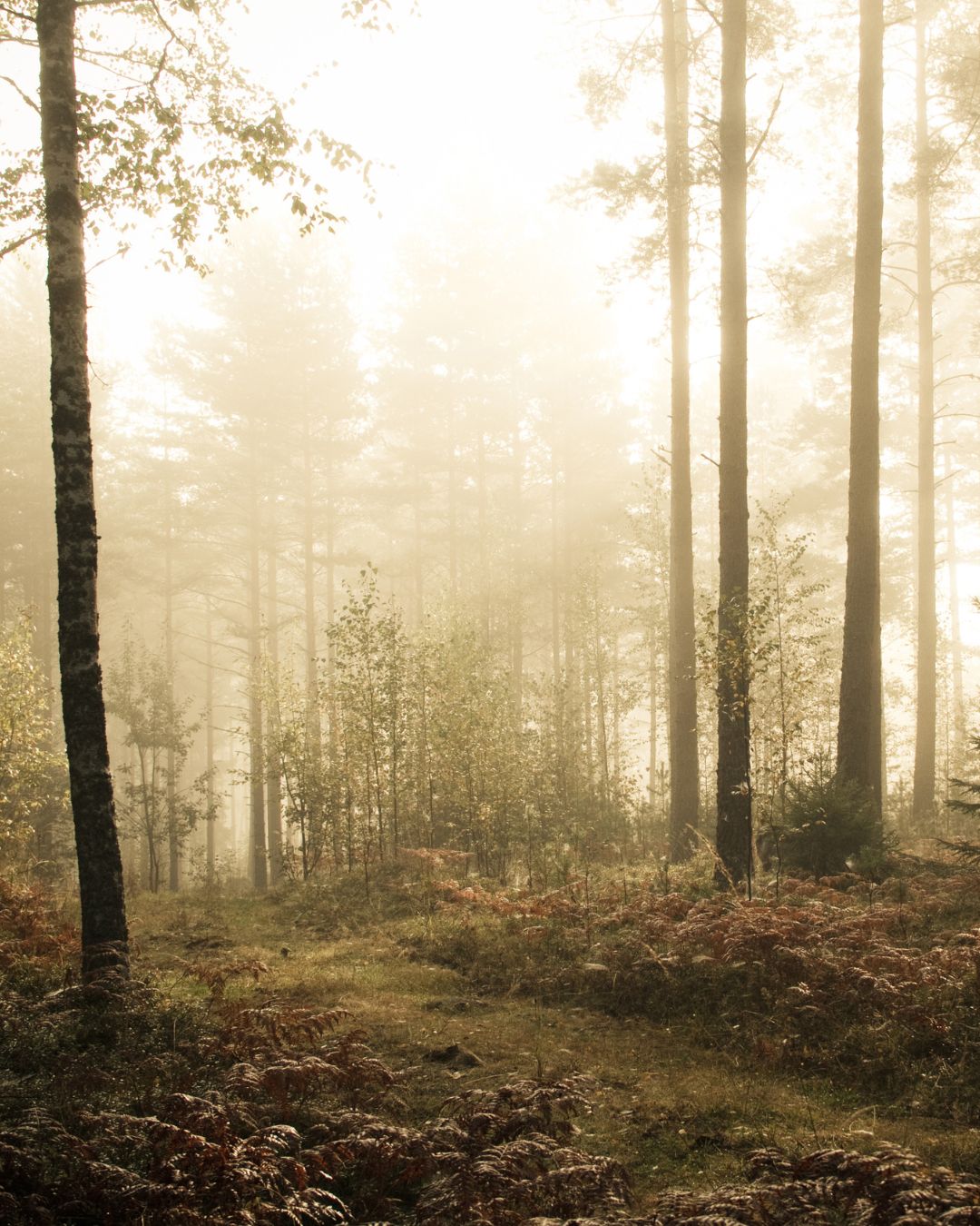 Metsakylpy: The Finnish Forest Bathing Ritual Behind Our Skincare