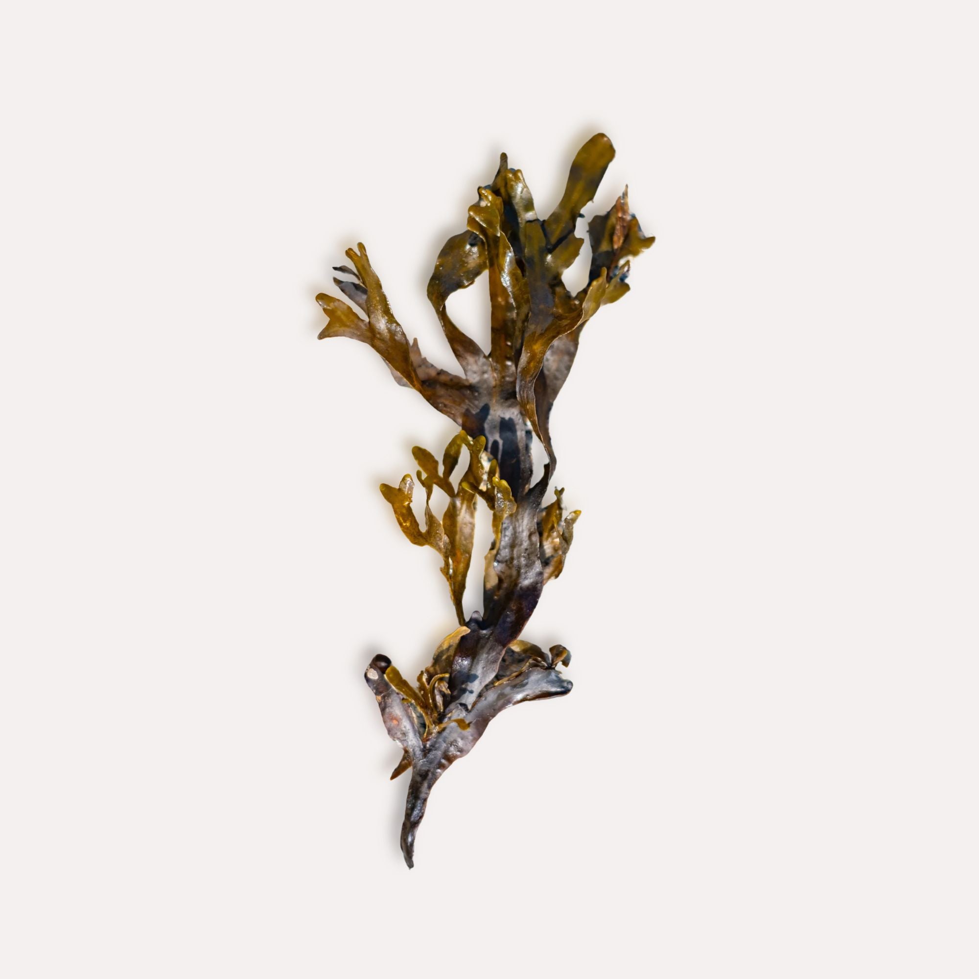 Fresh golden brown bladderwrack seaweed, the marine ingredient in Saaren Taika skincare